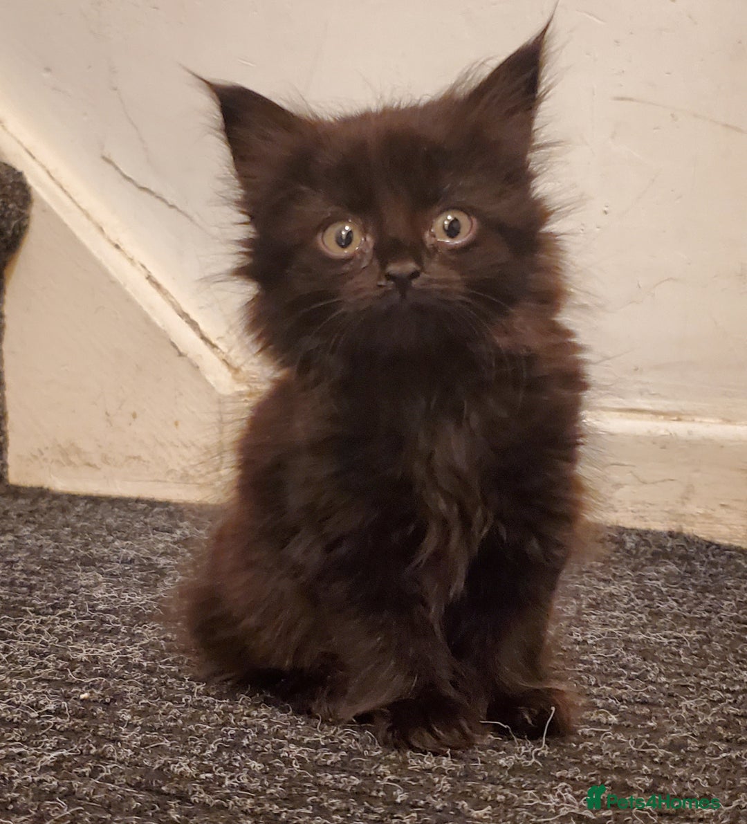 Mixed Breed cats for sale: 4 CUTE KITTENS FOR SALE! - Image 10