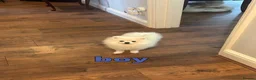 Pomeranian dogs for sale: 2 Beautiful Boy Pomeranian Puppies in Esher - Advert 12