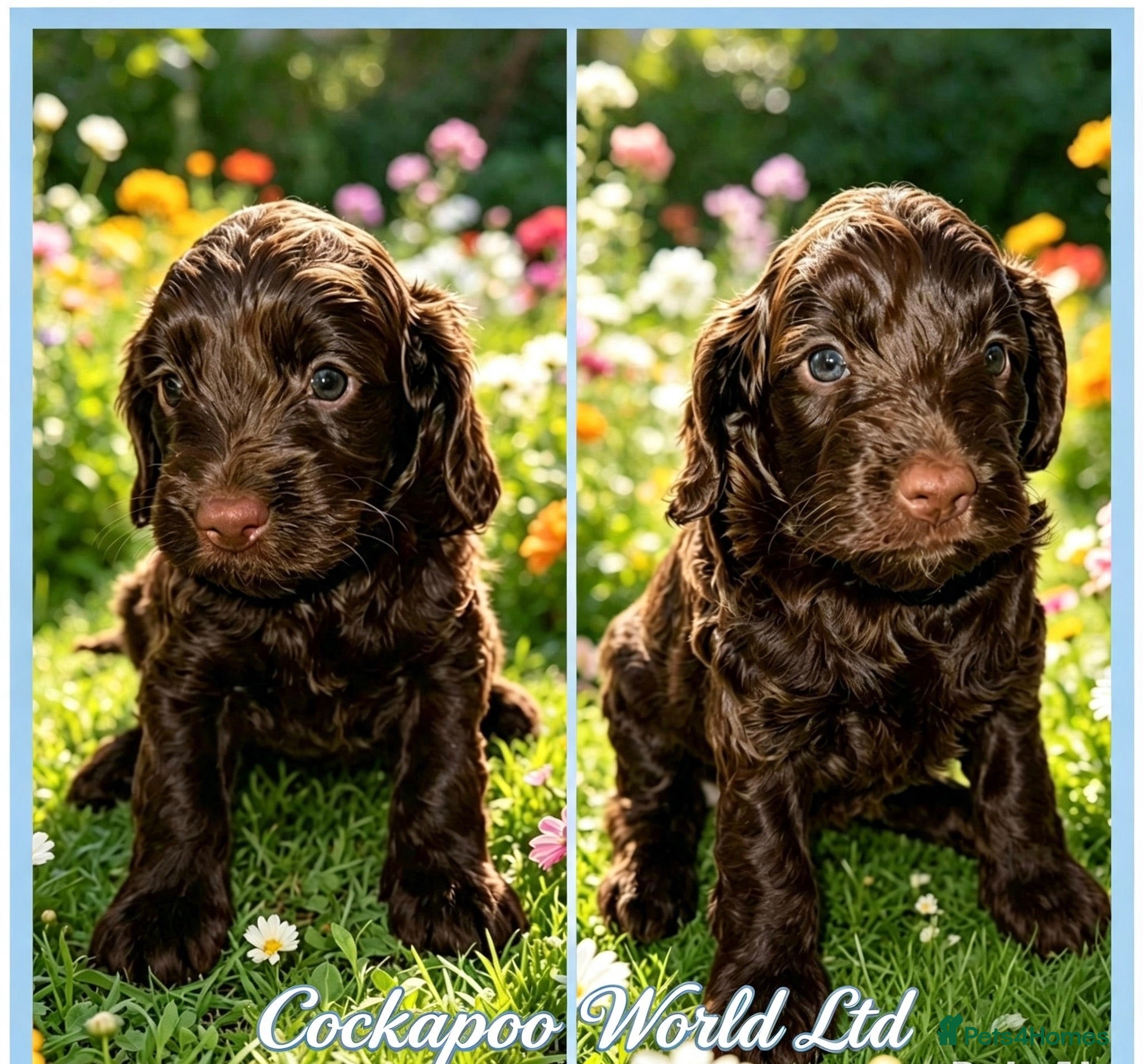 Cockapoo dogs DNA CLEAR, Stunning Cockapoo, Ready 5th September  - Advert 1