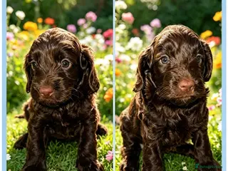 Cockapoo dogs DNA CLEAR, Stunning Cockapoo, Ready 5th September - Advert 1