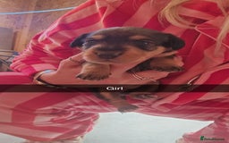 Mixed Breed dogs for sale: Labradoodle x dachshund  - Image 11