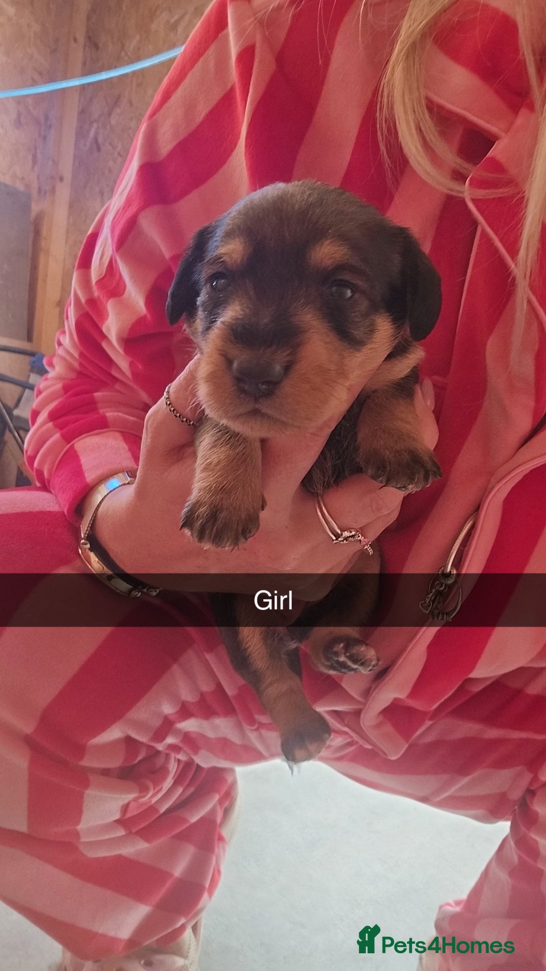 Mixed Breed dogs for sale: Labradoodle x dachshund  - Image 11