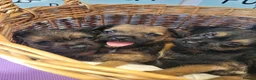 Border Terrier dogs for sale: Cracking litter of 8 boarder terrier  - Advert 4