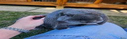 French Lop rabbits for sale: Gorgeous French lop Buck 💙🐰 - Advert 1