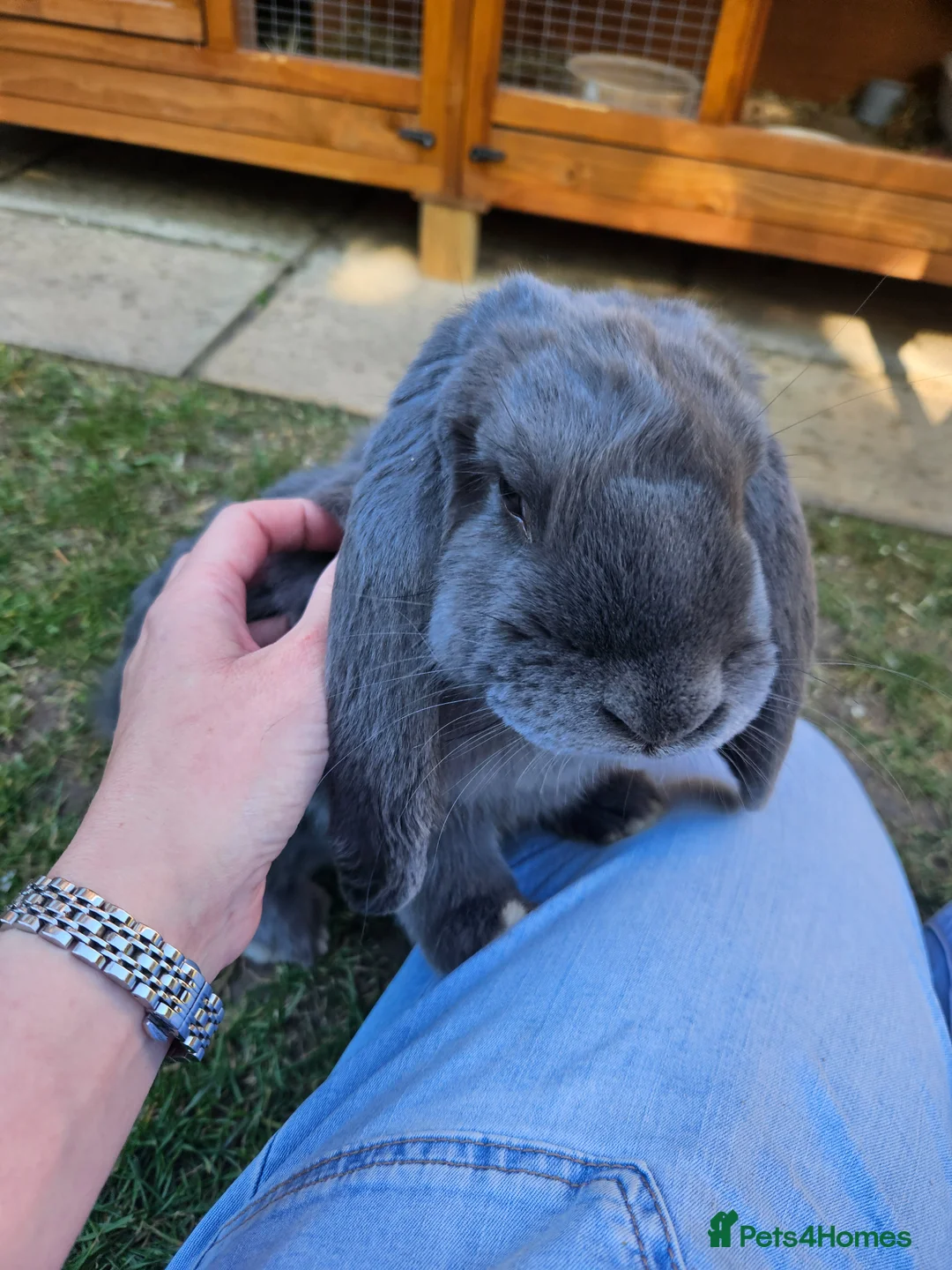 French Lop rabbits for sale: Gorgeous French lop Buck 💙🐰 - Advert 1