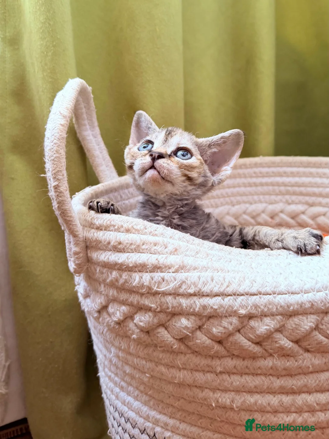Devon Rex cats for sale: Devon  in London - Advert 7