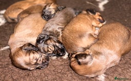 Miniature Dachshund dogs for sale: KC LONG HAIRED MINIATURE DACHSHUNDS🤍 - Image 11