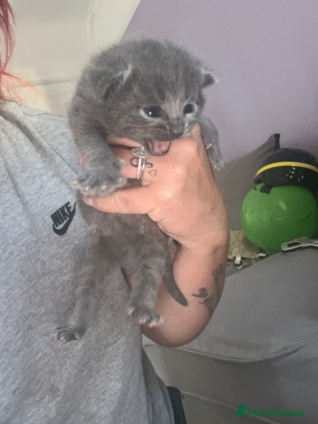 Mixed Breed cats for sale: Beautiful grey kittens  - Image 4
