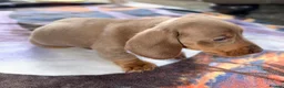 Miniature Dachshund dogs for sale: Beautiful miniature dachshund pups.  - Advert 25