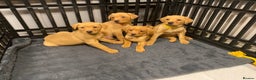 Labrador Retriever dogs for sale: KC Registered Labrador Male Pups READY NOW  - Advert 7