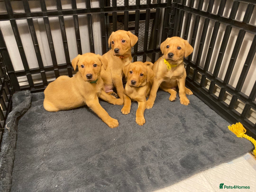 Labrador Retriever dogs for sale: KC Registered Labrador Male Pups READY NOW  - Advert 7