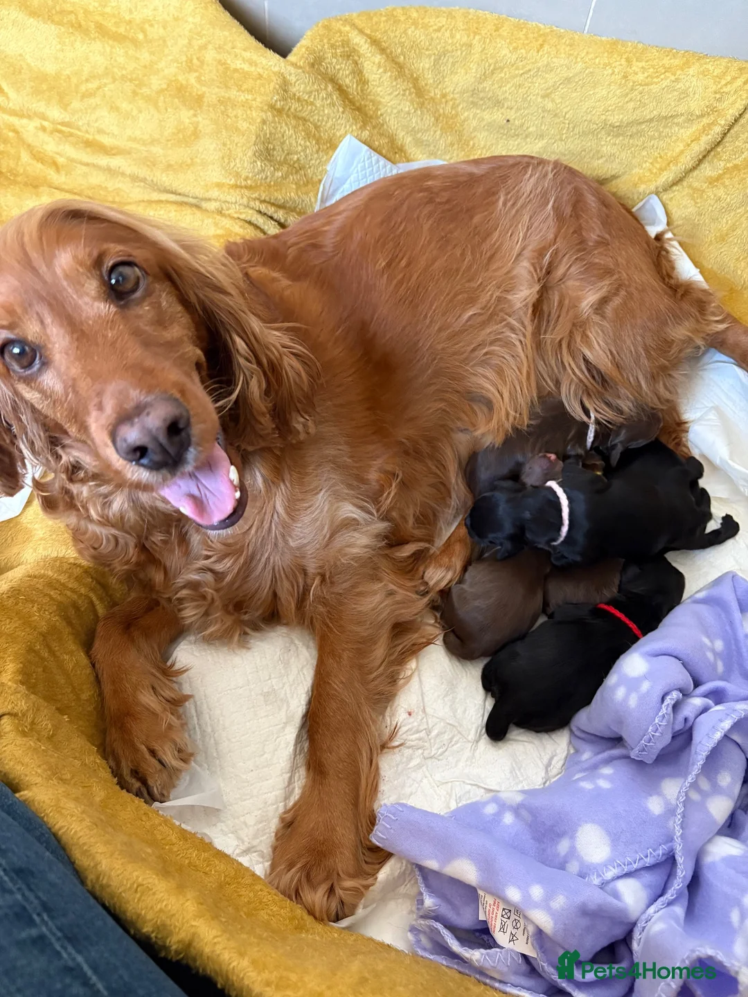 Cocker Spaniel dogs for sale: Bella is proud mummy of 6 show cocker spaniels - Advert 2