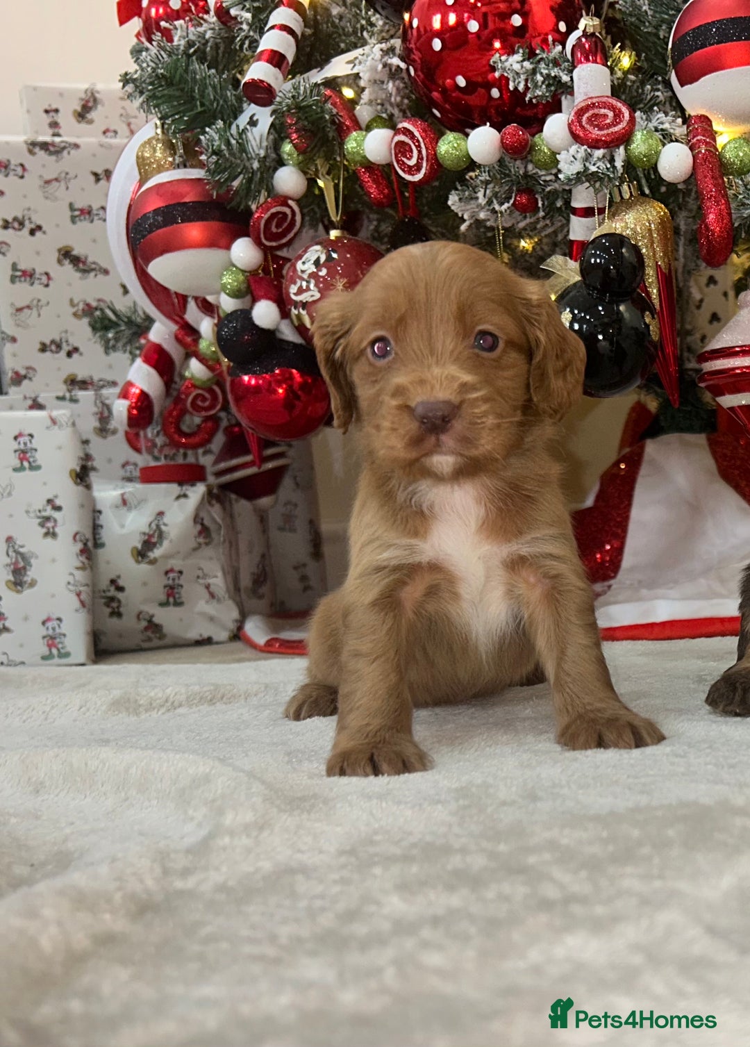 Cockapoo dogs for sale: Stunning cockapoo puppies  - Advert 13