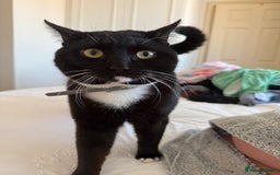 Domestic Shorthair cats for sale: One year old male needs rehoming - Image 2