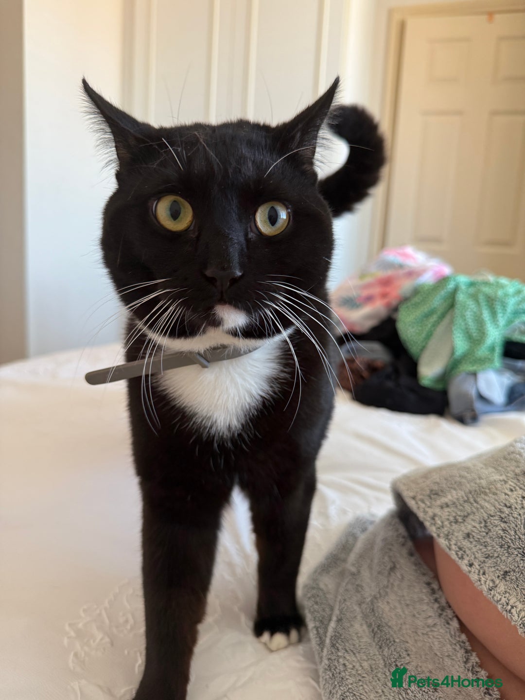 Domestic Shorthair cats for sale: One year old male needs rehoming - Image 2