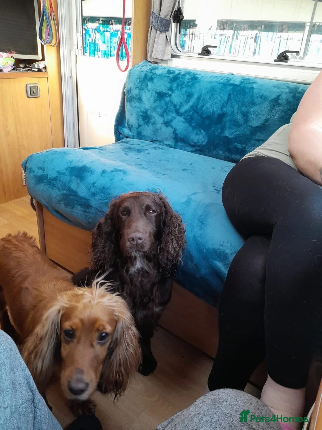 Cocker Spaniel dogs for sale: Cocker spaniel puppies  in Birmingham - Advert 2