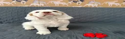 Clumber Spaniel dogs for sale: Kc Registered Clumber Spaniels - Advert 7
