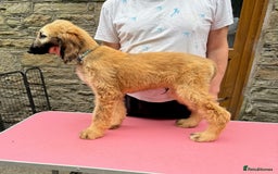 Afghan Hound dogs for sale: Afghan Hound Litter  - Image 16