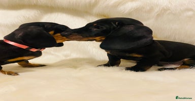 Miniature Dachshund dogs - Advert 10
