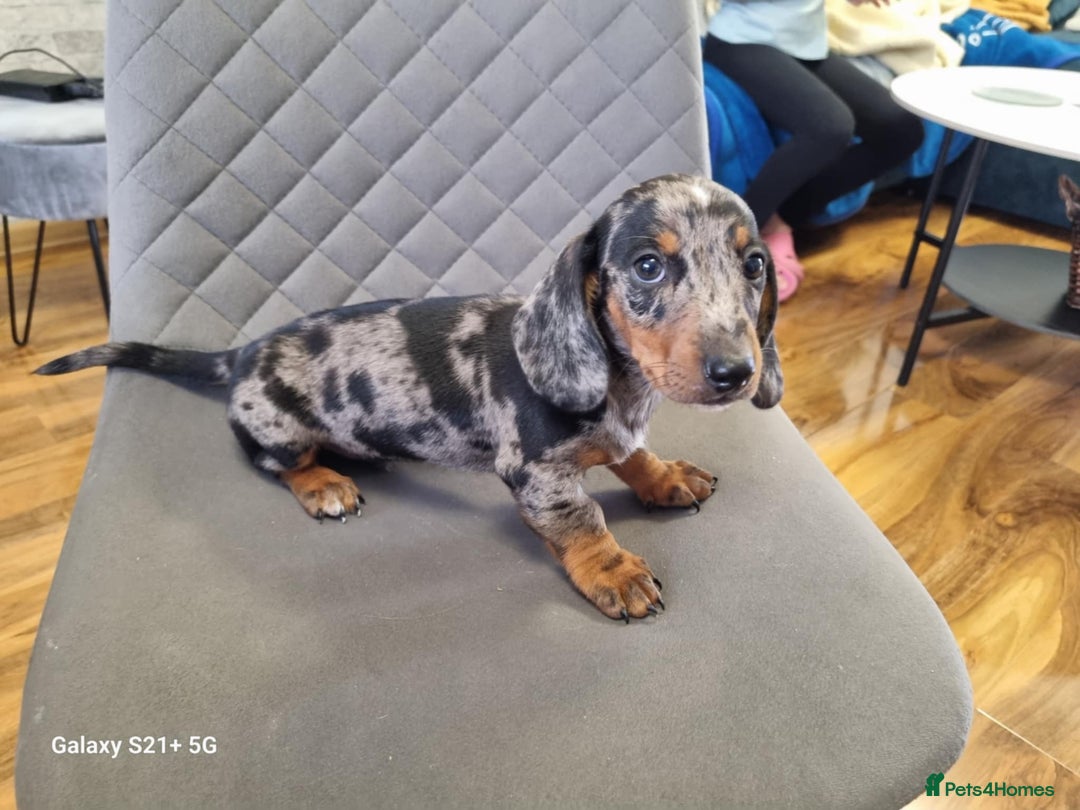 Miniature Dachshund dogs for sale: Miniature dachshund short haired puppies for sale£ - Image 19