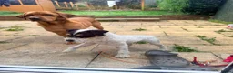 Jack Russell dogs for stud: Jack Russell Stud Dog  - Advert 7