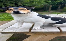 Jack Russell dogs for sale: 2 beautiful jack Russell pups - Image 4