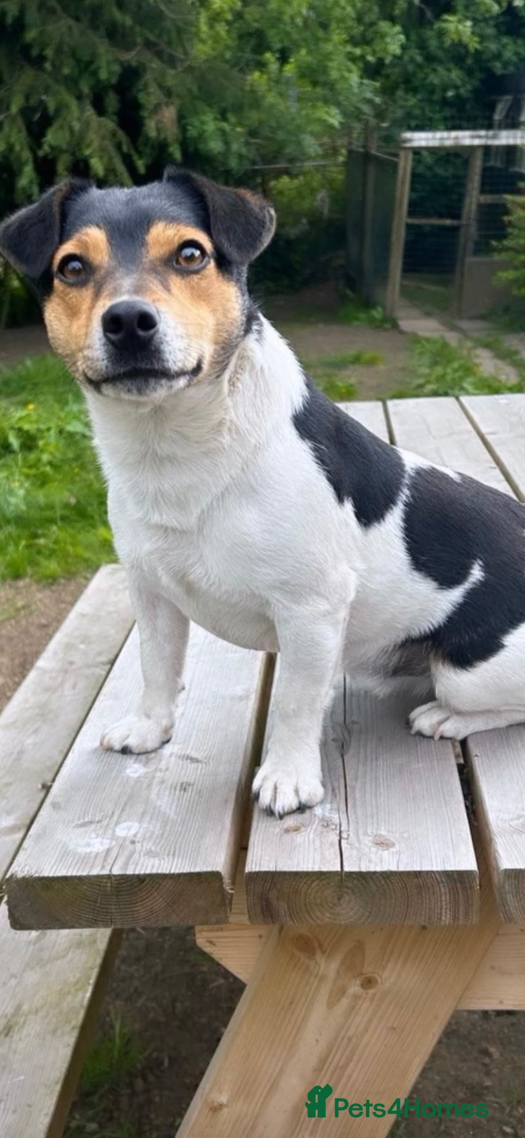 Jack Russell dogs for sale: 2 beautiful jack Russell pups - Image 4