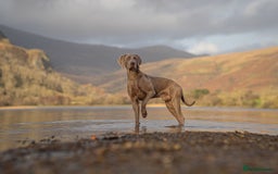 Weimaraner dogs for stud: Proven Stunning kc registered weimaraner for stud  in West Bromwich - Image 6