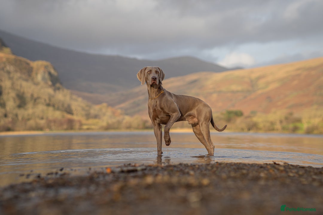 Weimaraner dogs for stud: Proven Stunning kc registered weimaraner for stud  in West Bromwich - Image 6