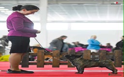 French Bulldog dogs for stud: International Champion French Bulldog for Stud - Image 4