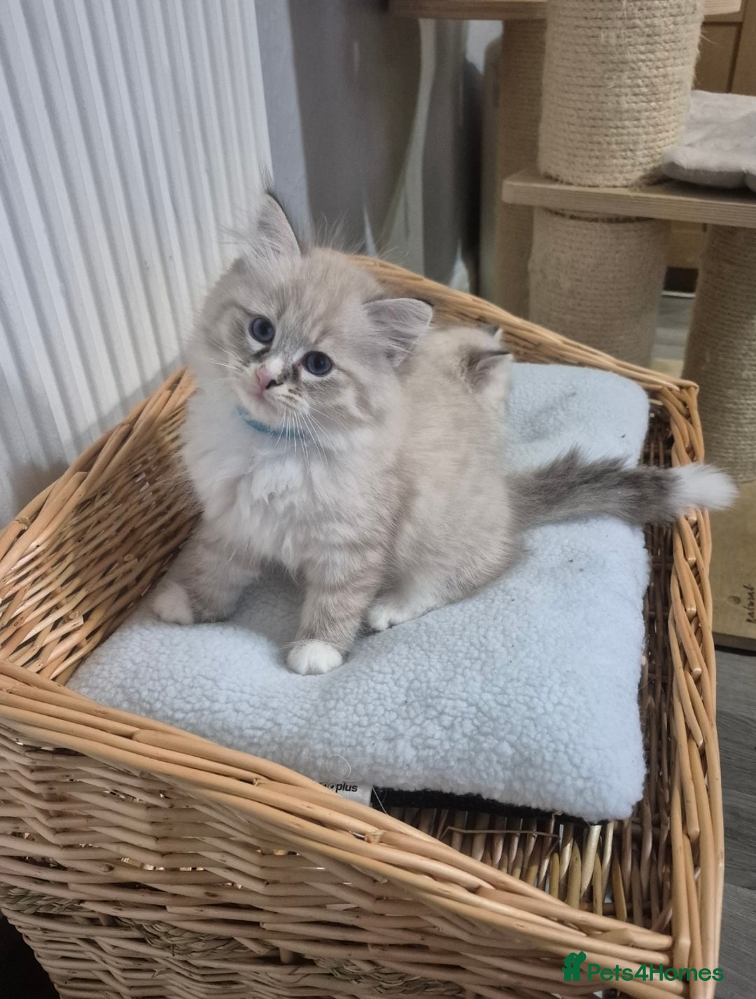 Siberian cats for sale: Pedigree Neva Masqurade/kittens - Image 8