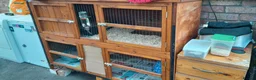 Guinea Pig rodents for sale: 2 friendly guinea pigs  in Stockport - Advert 3