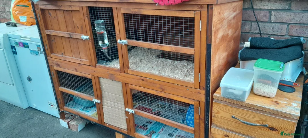 Guinea Pig rodents for sale: 2 friendly guinea pigs  in Stockport - Advert 3