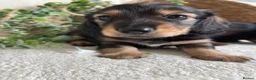 Miniature Dachshund dogs for sale: DNA TESTSED LONGHAIR MINI DACHSHUND  - Advert 6