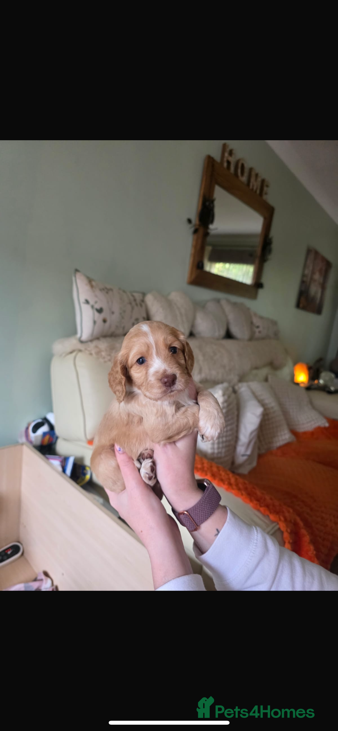Cocker Spaniel dogs for sale: KC REGISTERED COCKER SPANIELS  - Image 7