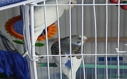 Budgerigars birds for sale: Albino and budgie pair (Rare Colours) - Image 7