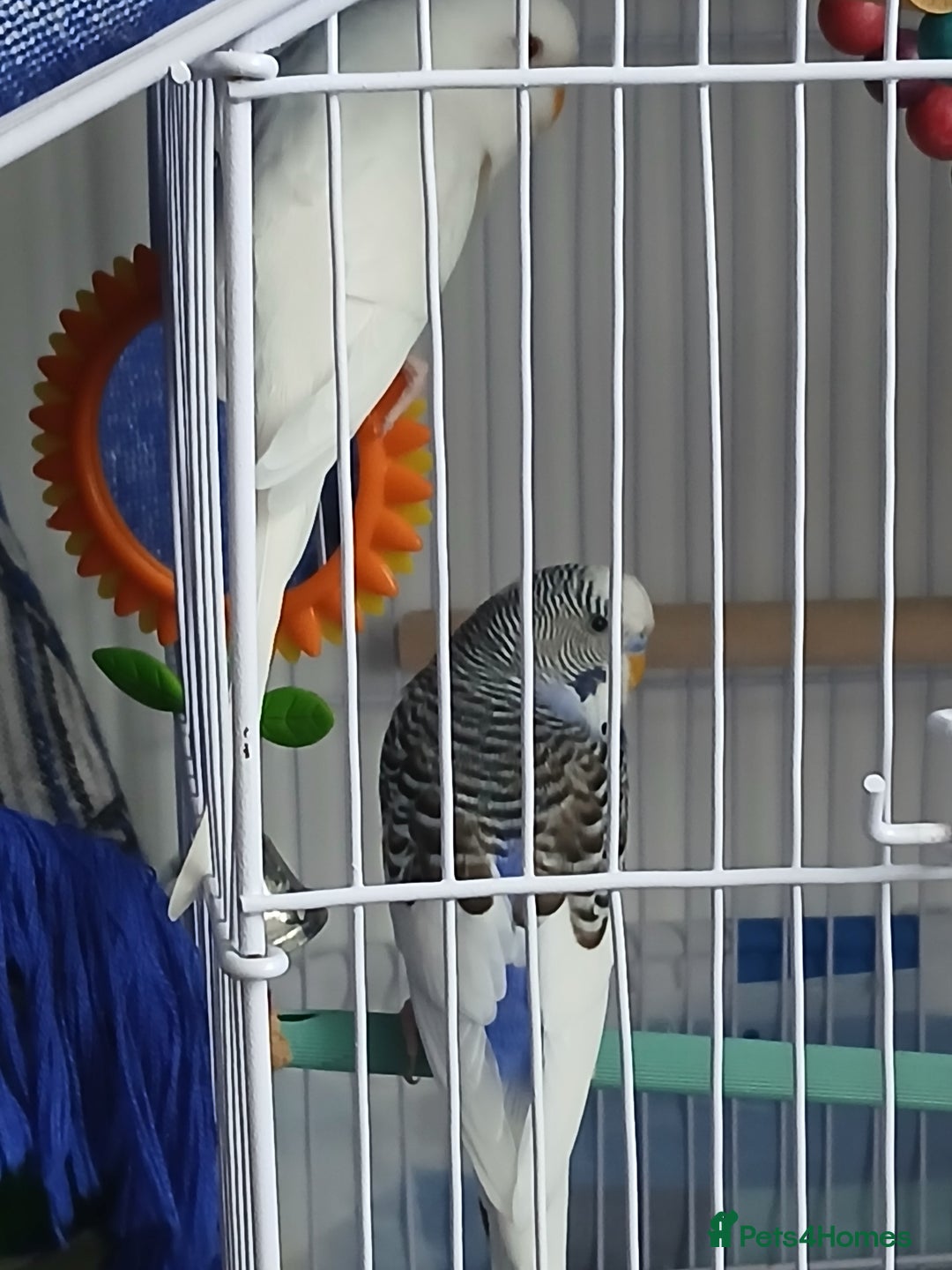Budgerigars birds for sale: Albino and budgie pair (Rare Colours) - Image 7