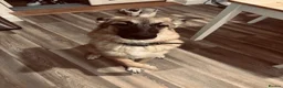 Mixed Breed dogs for sale: turkish kengal x german shepherd  - Advert 3
