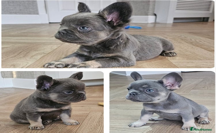 French Bulldog dogs - Advert 7