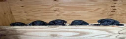 Labrador Retriever dogs for sale: Beautiful chunky black Labrador puppies  in Wickford - Advert 9