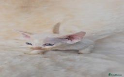 Devon Rex cats for sale: Devon Rex. 3 girls bominant blue eyes. All guts  - Image 23