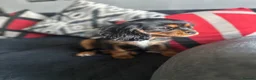 Cavalier King Charles Spaniel dogs for sale: Beautiful cavalier King Charles spaniel  - Advert 7