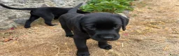 Labrador Retriever dogs for sale: 2 Beautiful Black girls available  - Advert 9