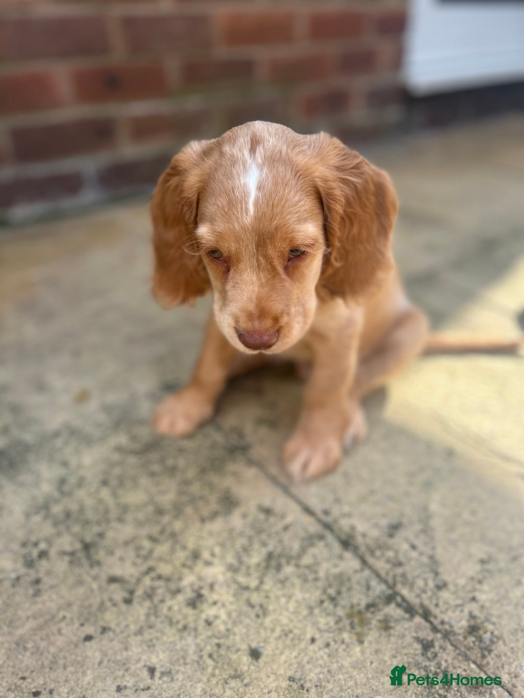 Cocker Spaniel dogs for sale: ONE LEFT - Ready to go - Beautiful Family-Raised - Image 12