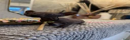 Sphynx cats for sale: 6 beautiful females  in King's Lynn - Advert 13