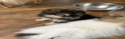 Pomeranian dogs for sale: PUREBRED POMERANIAN PUPS Cute Vaccinated & Playful - Advert 20