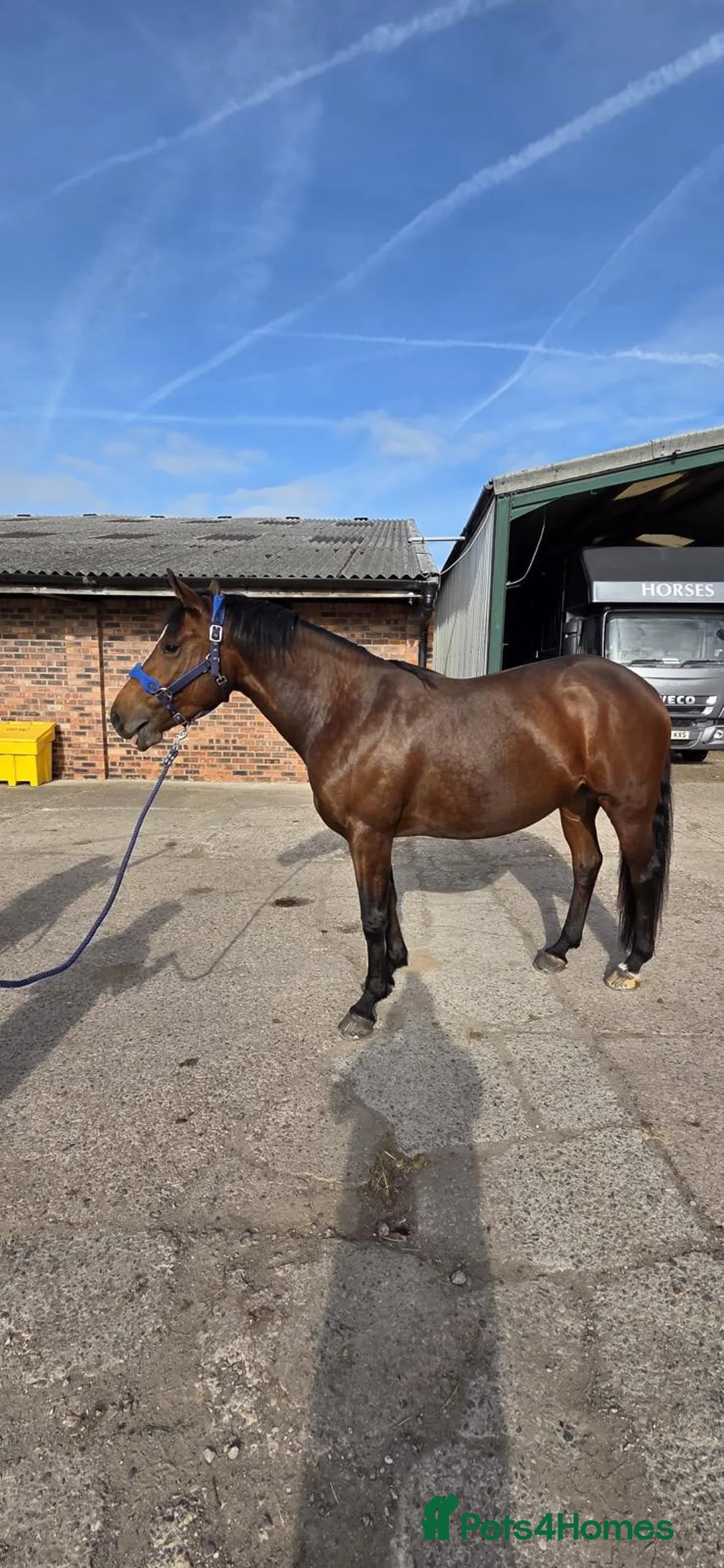 Welsh Section D horses for sale: Lovely project/companion for sale in Northwich - Advert 2