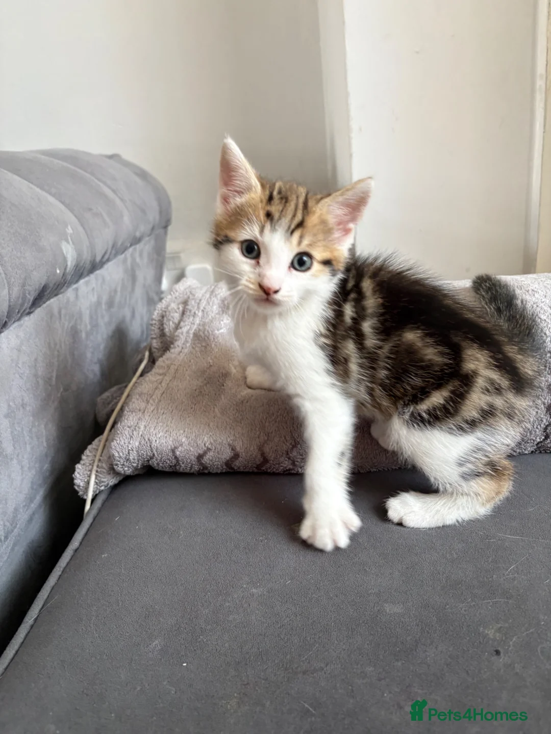 Domestic Shorthair cats for sale: Male kitten  - Advert 2