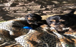 Cockapoo dogs for sale: Beautiful cockapoo f1 puppies - Image 17