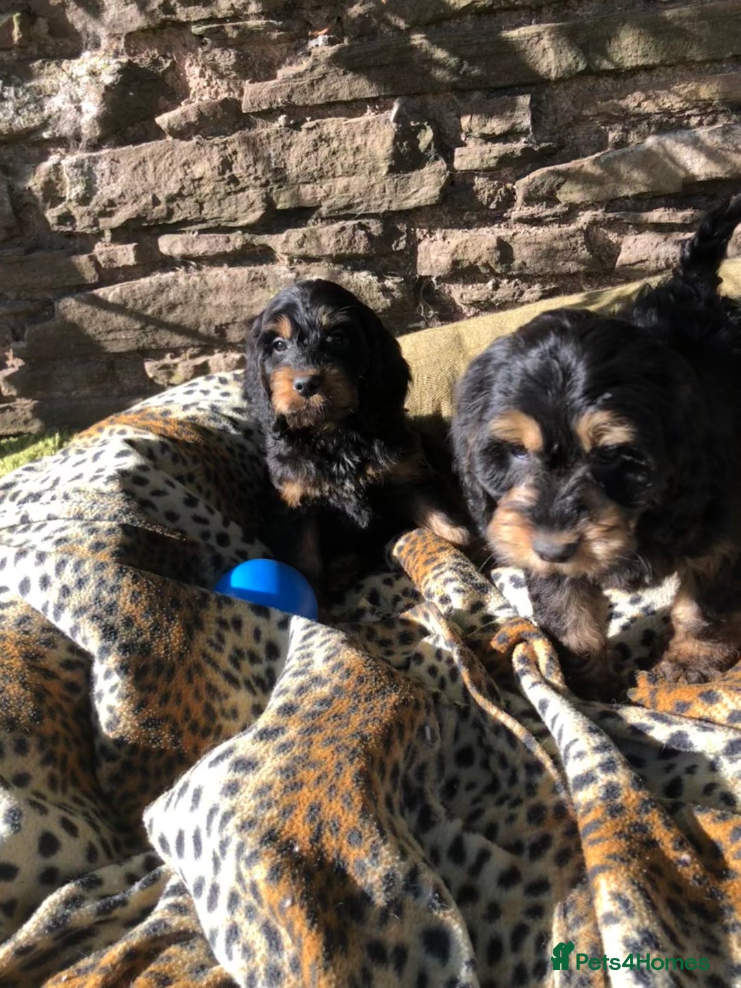 Cockapoo dogs for sale: Beautiful cockapoo f1 puppies - Image 17